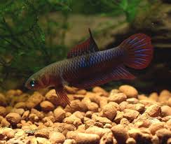 Seriouslyfish Betta Uberis Betta Betta Fish Tropical Freshwater Fish
