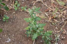 Image result for Nothosaerva