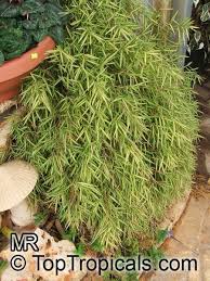 Image result for Pogonatherum paniceum