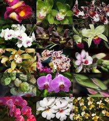 Various Orchid Flowers To Grow Indoors Different Types Of Orchids Orchid Flower Orchid Plants Beautiful Orchids