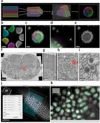 Statements and flow control a simple c++ statement is each of the individual instructions of a program, like the variable declarations and expressions seen in previous sections. Bigdataviewer Visualization And Processing For Large Image Data Sets Nature Methods