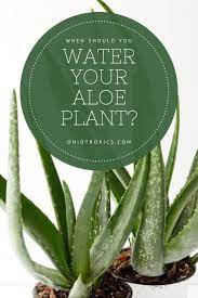When Should I Water My Aloe Plant Read This Post Aloe Plant House Plant Care Aloe