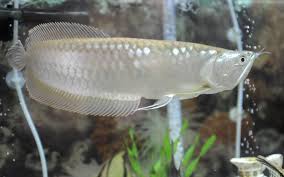 Video pertama sayapertumbuhan ikan dari usia 1 bulan sampai usia 7 bulan.#arowana #arwana #fish #fishtank #pet #greenarowana #goldenpino Desktop Backgrounds Animal Life Marine Animals Silver Arowana Freshwater Aquarium Ikan Kolam Ikan Hewan