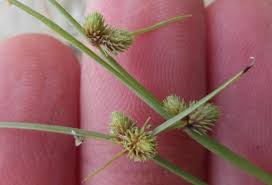 Image result for Lipocarpha micrantha