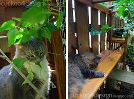 What is the best way of merging the two worlds of a cat, indoors and outdoors? Easy Diy Cat Enclosure To Keep Your Indoor Cats Happy And Safe