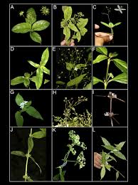 Image result for Oldenlandia angolensis