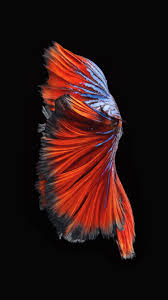 Betta Fish Google Search Live Wallpaper Iphone 7 Live Wallpaper Iphone Apple Wallpaper
