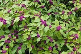 Callicarpa Japonica Japanese Beautyberry Purple Berries Flowering Shrubs Purple Fruit Japanese Garden Design Japanese Garden Japanese Backyard