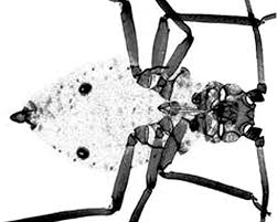 Image result for Humularia