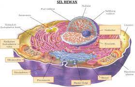 Maybe you would like to learn more about one of these? 15 Struktur Sel Hewan Dan Fungsinya Masing Masing Lengkap