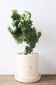 ユーフォルビア 魔界麒麟 綴化 euphorbia sp cristata ユーフォルビア 多肉植物 麒麟