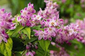 It is a common color for this bush. 26 Gorgeous Pink Flowering Shrubs For Your Garden Diy Crafts