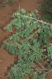 Image result for Indigofera roseo-caerulea