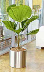 Kauft ihr ein produkt egal. Die Schonsten Zimmerpflanzen Mit Xxl Blattern