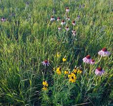 Native american tribes of georgia. Planting Grasses With Wildflowers Applewood Seed Company