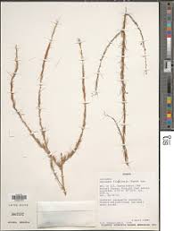 Image result for Asparagus flagellaris