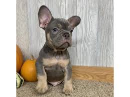 Family raised, well socialized and irresistibly cute, french bulldog puppies bring an amazing vibrancy to any home! French Bulldog Dog Male Blue Tan 2498031 Petland Carmel In