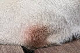 Natural home remedies for dogs and cats, including: Stages Of Pressure Sores And Wound Healing In Dogs My Brown Newfies