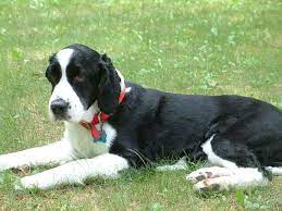 Dog will be worked in. Pin On Springers