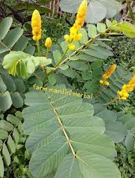 Steven nugraha kaligis atau tepeng (tribunnews group). Jual Daun Ketepeng Cina Segar Di Lapak Farm Mandiri Herbal Bukalapak