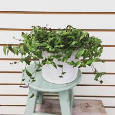 I wasn't sure what it was but thought the leaves were very pretty. Gibasis Tahitian Bridal Veil 6 Plant The Plant Farm