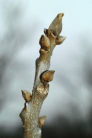 Image result for Carya illinoinensis