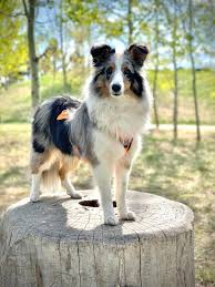 Border collie border sheepdog colorado high plains sheltie and border collie. Shelties Border Collies With Eager To Work Beitrage Facebook