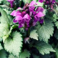 Even the foliage is larger, each leaf measuring 1 description by avant gardens Plant Encyclopedia Phoenix Perennials And Specialty Plants