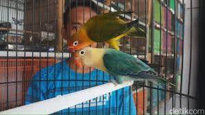 Lovebird pastel kuning spek : Harga Love Bird Anjlok Peternak Kecil Terpaksa Gulung Tikar