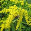 Today i'm listing here 15 best perennial flower plants that you can have for your garden. 1
