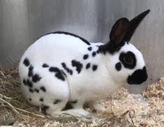 English Spotted Rabbit Buck For Sale In Pembroke Dock Pembrokeshire English Spot Rabbit Rabbit Breeds Pet Rabbit