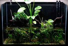 Click This Image To Show The Full Size Version Big Plants Kew Gardens Hardscape