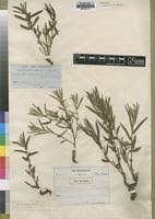 Image result for Euphorbia depauperata