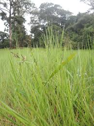 Image result for Scleria adpresso-hirta