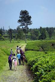 Wisata Berkuda Di Perkebunan Teh Gunung Mas Puncak Bogor Indonesia Kuda Kebun