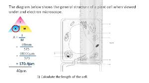 It's a thin slice here is an electron micrograph of an animal cell with the labels superimposed: Microscopy And Magnification Mm 1000 Micrometre 1000 Nm
