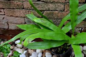 Image result for Lepisorus