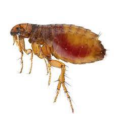 Having pest problems in your home? Brady Pest Control Pest Control Services