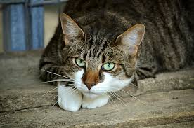 What is it and how is it diagnosed? Blood In Cat S Anus Can Cancer Be Cause Scary Symptoms