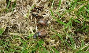 Chafer Grub Identification And Control In Your Lawn The Lawn Man