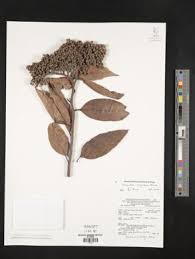 Image result for Maranthes