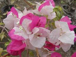 Image result for ‫گل کاغذی‬‎