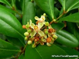 Image result for Xylocarpus