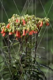Pin Op Kalanchoe Specialty