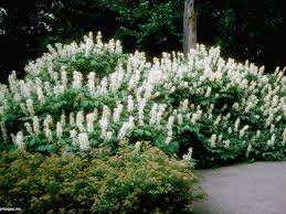Garden shrubs provide a focal point in your landscape and add a punch of colour, texture and style. Flowering Shrubs For Shade Gardens Hgtv
