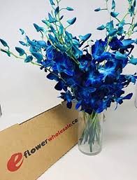 We did not find results for: Amazon Com Fresh Cut Flowers Blue Dendrobium Orchids Bom Sonia With Free Vase Everything Else