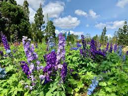 Send flowers to vietnam using our online flowers and gifts delivery service. The Gardens Of Dalat The Little Paris Of Vietnam Here By Design