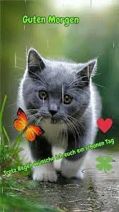 Guten morgen von dem bärenjungen. Guten Morgen Lustige Bilder Kostenlos Fur Whatsapp Sevimli Kedi Yavrulari Sevimli Kediler Yavru Kediler