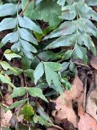 Image result for Asplenium tenuicaudatum