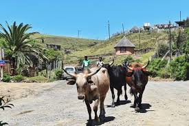 Garden Route Tour From Durban To Cape Town 7 Day Tour In 2020 Africa Travel Day Tours Photography Tours